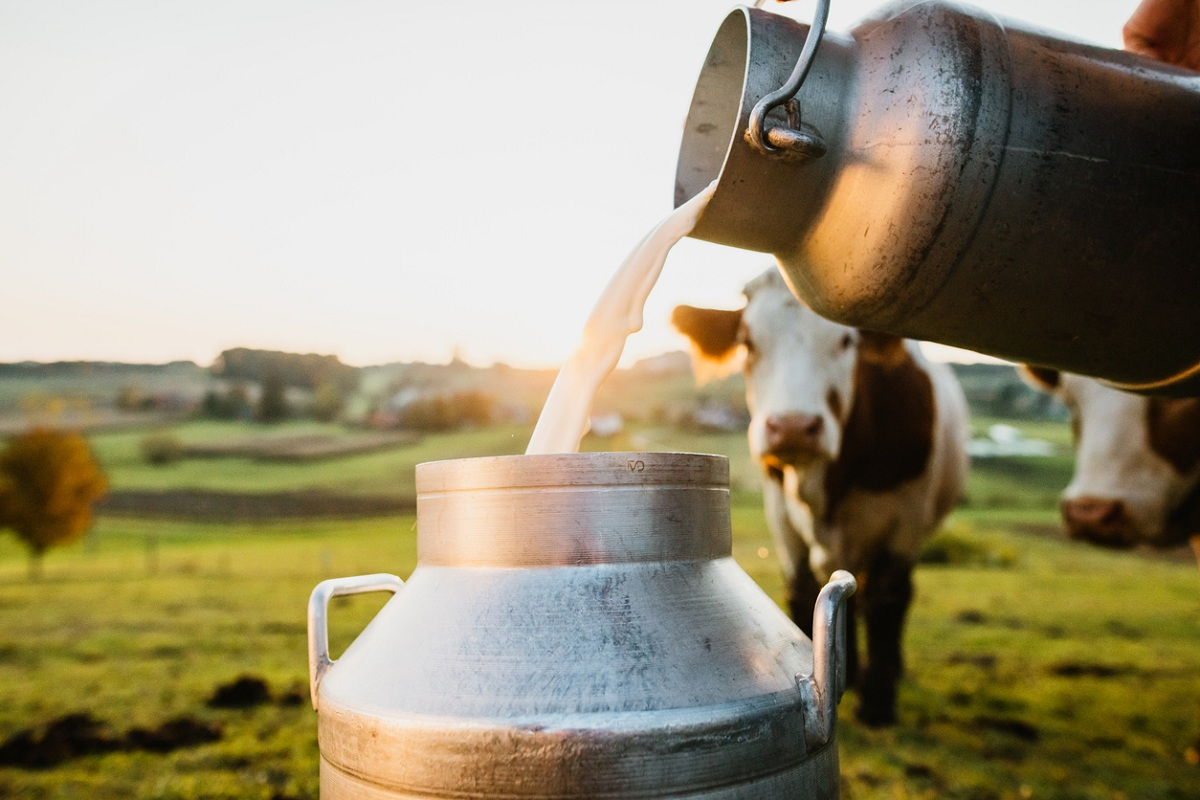 Fresh milk being poured into a traditional milk can with cow in background